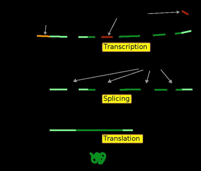 Outline Biological Background Construction of Predictors Typical Structure of an Eukaryotic Gene The term gene is used to refer to the complete DNA sequence which