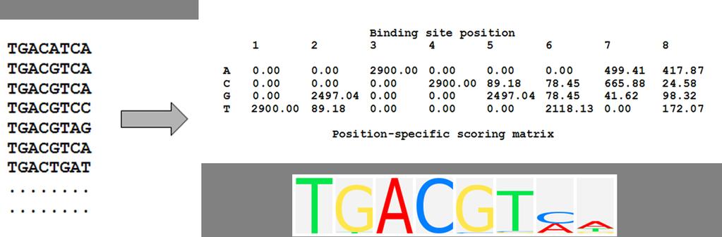 Outline Biological Background Construction of Predictors Modeling DNA Sequences of TFBSs Eac possible window of length 8 is scored according to a model and