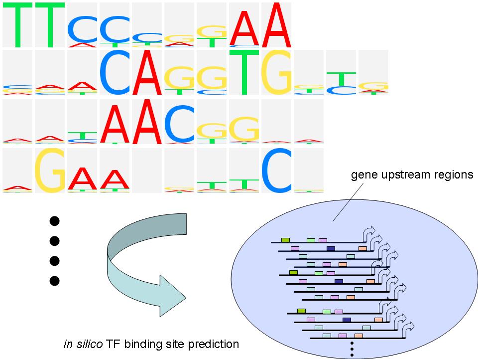 Outline Biological Background Construction of Predictors Construct Genome-wide Predictors of Gene Expression Given the regulatory DNA sequences of all known genes ((n)) and a set of TFBS models (p),
