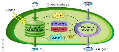 Cellular Energy Terms to Know: ADP. ATP, adenine, ribose, phosphate. Reactants.