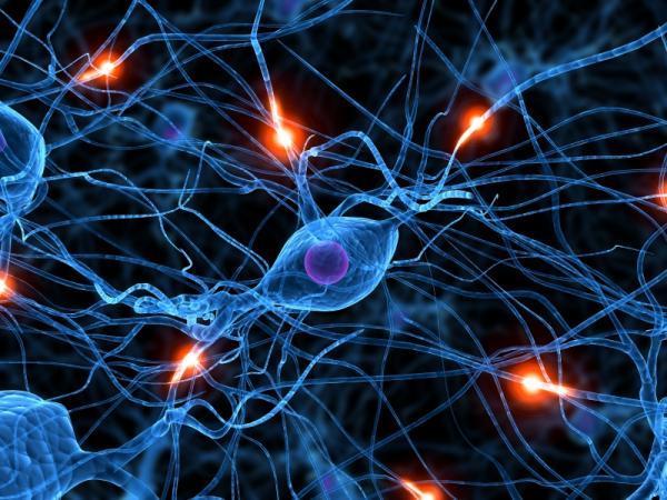 human brain Neurons as
