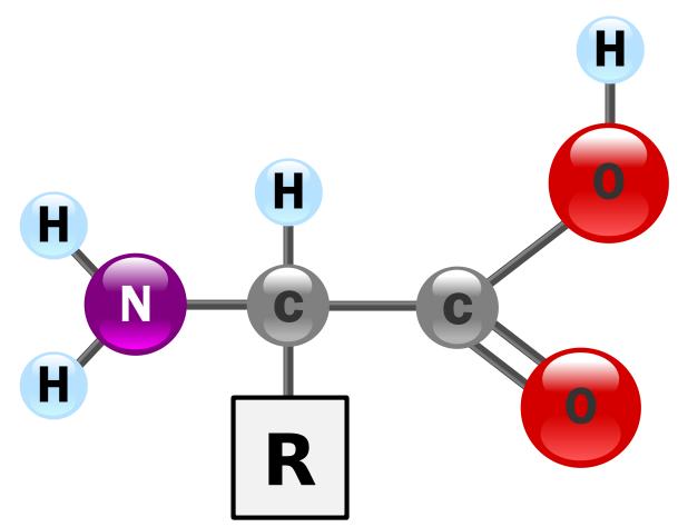 University of Colorado at Colorado Springs 5 Figure 2-2: A general structure of α-amino acid, with the amino group on the left and the carboxyl