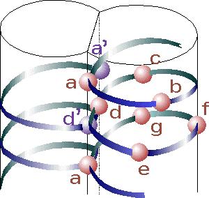University of Colorado at Colorado Springs 13 Figure 2-10: Positions of amino acids in the coiled-coil. Figure obtained from [3].