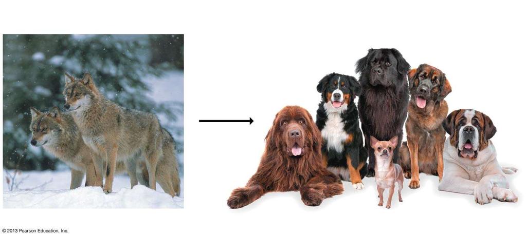 Figure 1.13b Artificial selection is the selective breeding of domesticated plants and animals by humans.