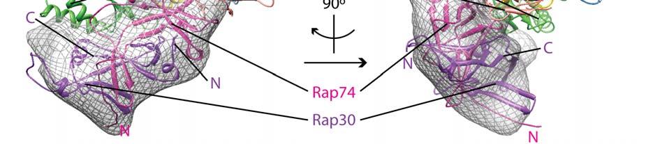 Supplementary Figure 9 Position of the RAP30/74 dimerization domain.