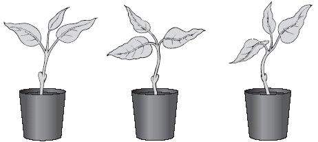 1. The drawings below show three healthy young plants. A B C The drawings below show the three plants after two weeks.
