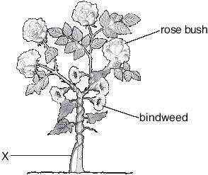 2. Bindweed is a plant that grows tightly around other plants. The drawing below shows bindweed growing around a rose bush. (a) Complete the sentences below. Choose from the words in the list.