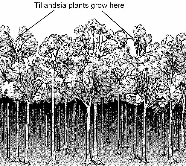 (ii) Tillandsia plants grow on the high branches of trees in rain forests. not to scale These plants cannot grow well on the lowest branches. Explain why.
