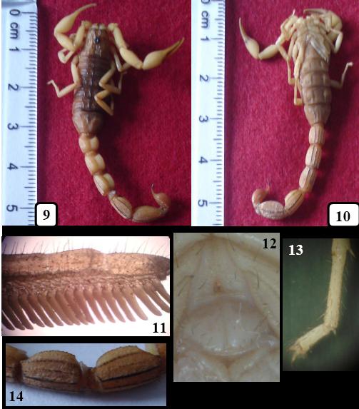 Fig 914: Hottentotta tumulus, 910, Dorsal and ventral views, 11. Pectinal teeth 12. Sternum 13. Tibial spur on 4th leg 14. Lateral view of metasomal segments II III from Uddupiddy, Jaffna. 3.2.1 Type Locality and Type Repository: India orientalis ; original type lost.