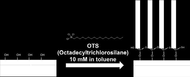 lattice. Octadecyltrichlorosilane (OTS) self-assembled monolayer (SAM) formation on SiO 2 Supplementary Figure 3. Reaction scheme of OTS on SiO 2.