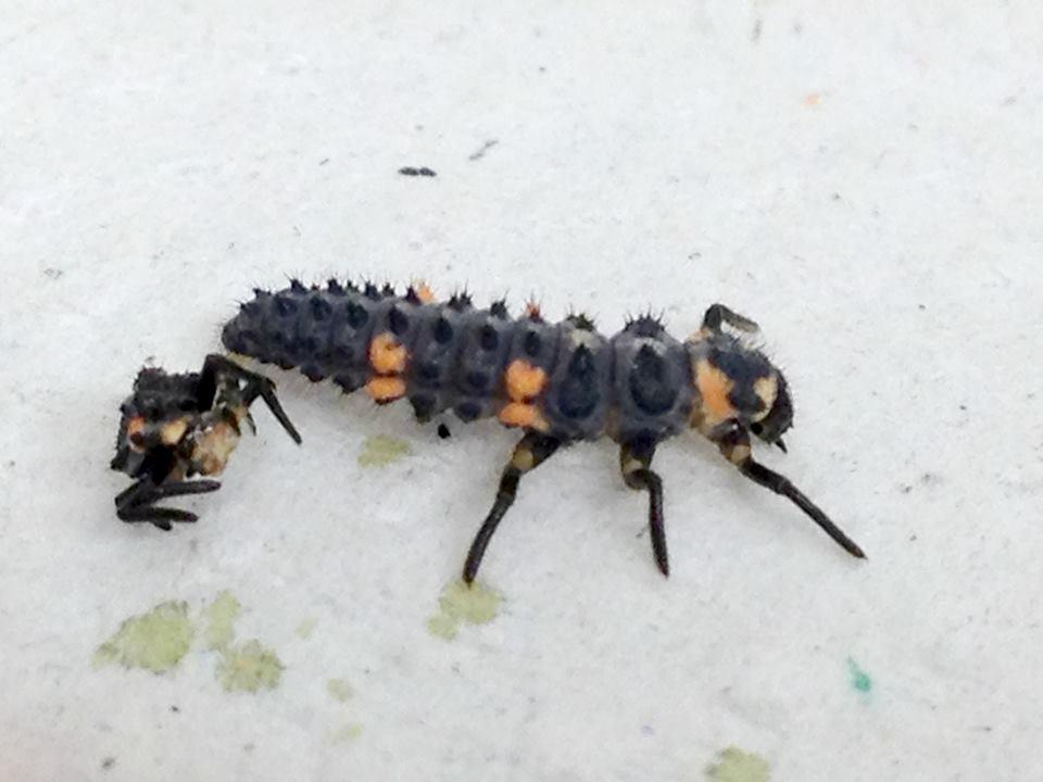 third instar C. novemnotata larva. Figure 1.2b.