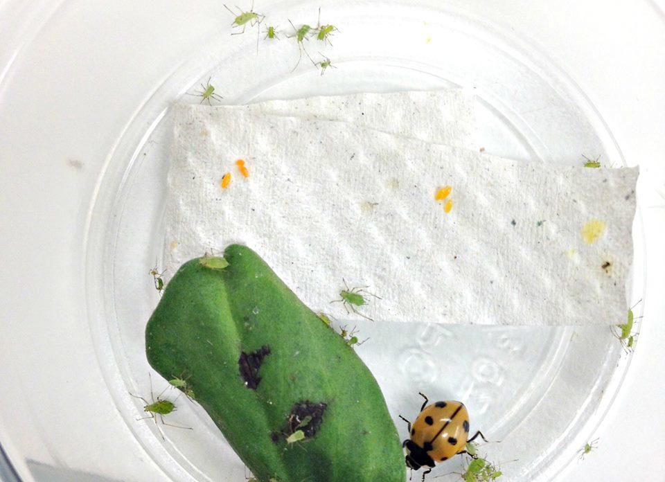 38 Figure 2.6. Coccinella novemnotata in the presence of aphids and unconsumed conspecific and heterospecific eggs.