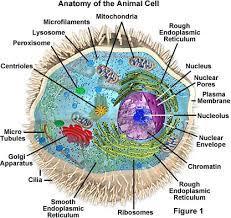Cell Organelles Day 2 Essential Question: How do the parts of a cell work together to function as a