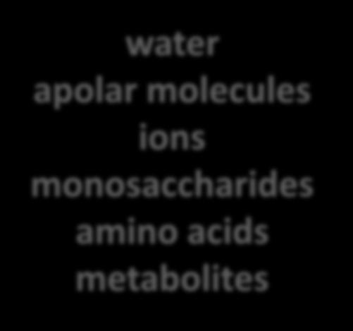 apolar molecules ions monosaccharides