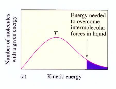Speed distribution Liquid molecules have a distribution of kinetic energy.