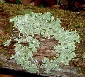 Name The Relationship Lichens are a sandwich of fungi and algae.