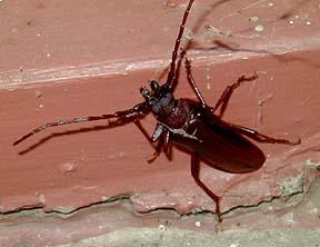 Name The Relationship pseudoscorpions disperse by concealing themselves under the wing covers of large beetles.