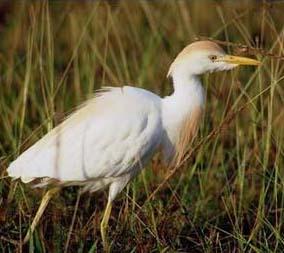 Name The Relationship The Cattle Egret forages in pastures and fields among livestock such as cattle and horses, feeding on the insects