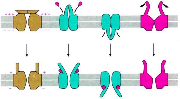 Passive transport 7 Ion channels Voltage-gated