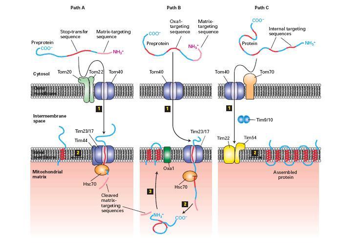 Transport from the cytosol to