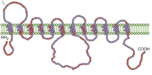glucose transporter (2) channels: e.g. aquaporin and ion
