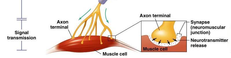 Signal Transmission Axon terminals form synapses with target skeletal muscle