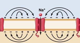Unidirectional Conduction If you electrically stimulate an axon halfway along it s length, APs