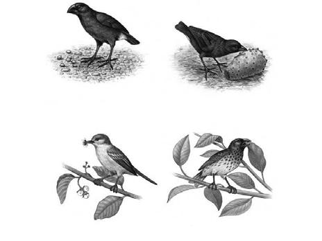 (a) large ground finch, beak suited to large seeds (b) small ground finch, beak suited to small seeds (c) warbler finch, beak suited to insects (d) tree finch,