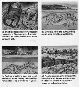 Evidence of Evolution Stages of Fossilization Fossils 1. Transitional forms are evidence of evolutionary change 2.