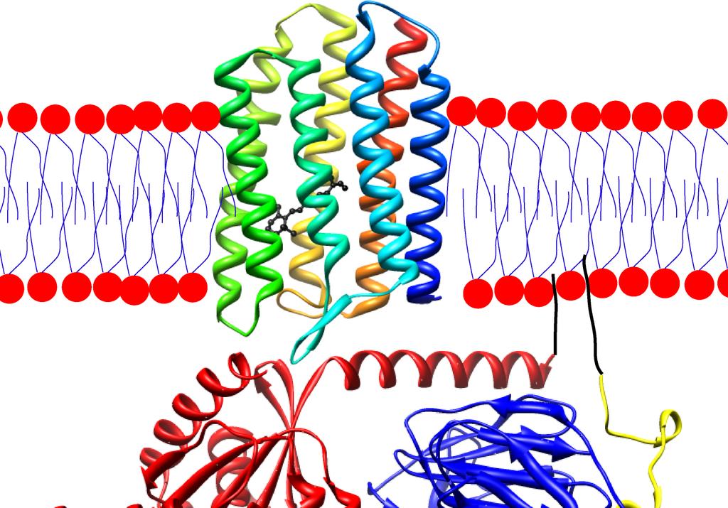 Classic structure: rhodopsin Sensory rhodopsin