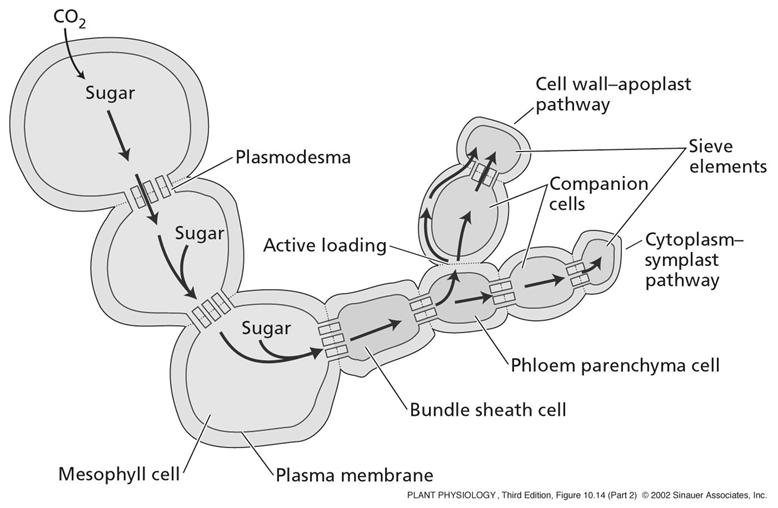 companion cells. What is the mechanism of phloem transport?