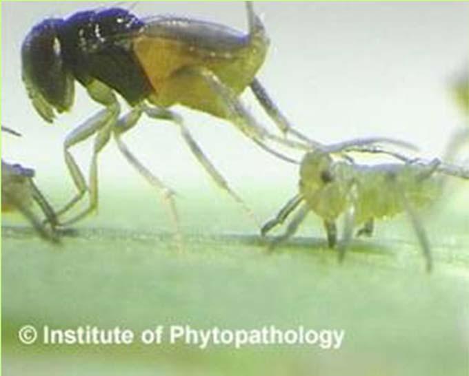 Biological Control Parasite: lay