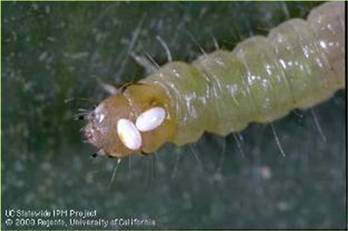 Aphid parasite inserting eggs into