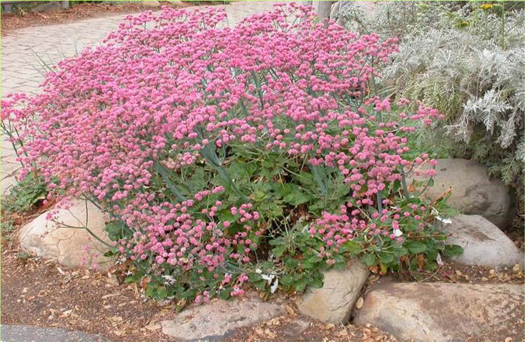 Native species that attract beneficial insects Red-flowered Buckwheat