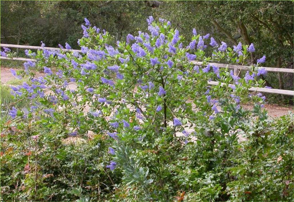 Native species that attract beneficial insects Ceanothus