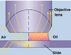 When placing the sample on the objective, we need to add a small drop of oil immersion to maximize the number of photons that enter the objective due to the difference in refractive index. Fig.
