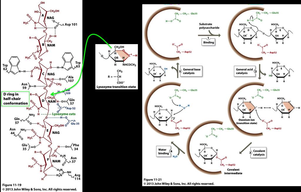 Proximity and Orientation Effects Efficiency of enzymes as catalysis occur due to where and how functional groups of enzyme and cofactors are physically enforced on the substrate Substrate active