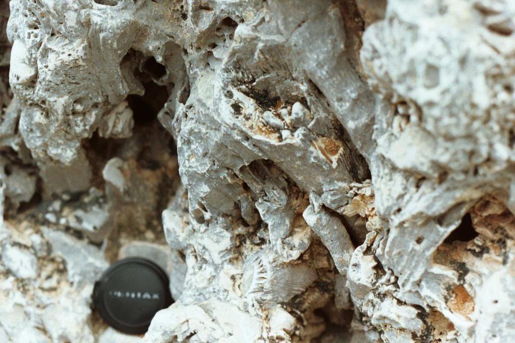 Pipe Creek Reef Outcrop Closeup of caprinid fossils within a