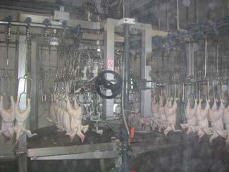 slaughter line contamination M&M: - 6 flocks (3 slaughterhouses, x2) - samples of