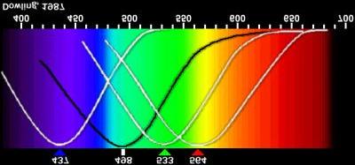 Eye sensitivity The three white curves to the right indicate the sensitivity level for the three types of