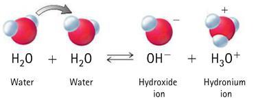 Name: Key Hydrogen Ions and Acidity Annotated Reading As you read Underline key ideas. Box vocabulary words. Write a question mark next to things you don t understand or want to know more about.