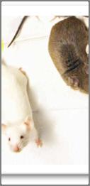 rats to observe that acquired behavioural traits are inherited or not etc.