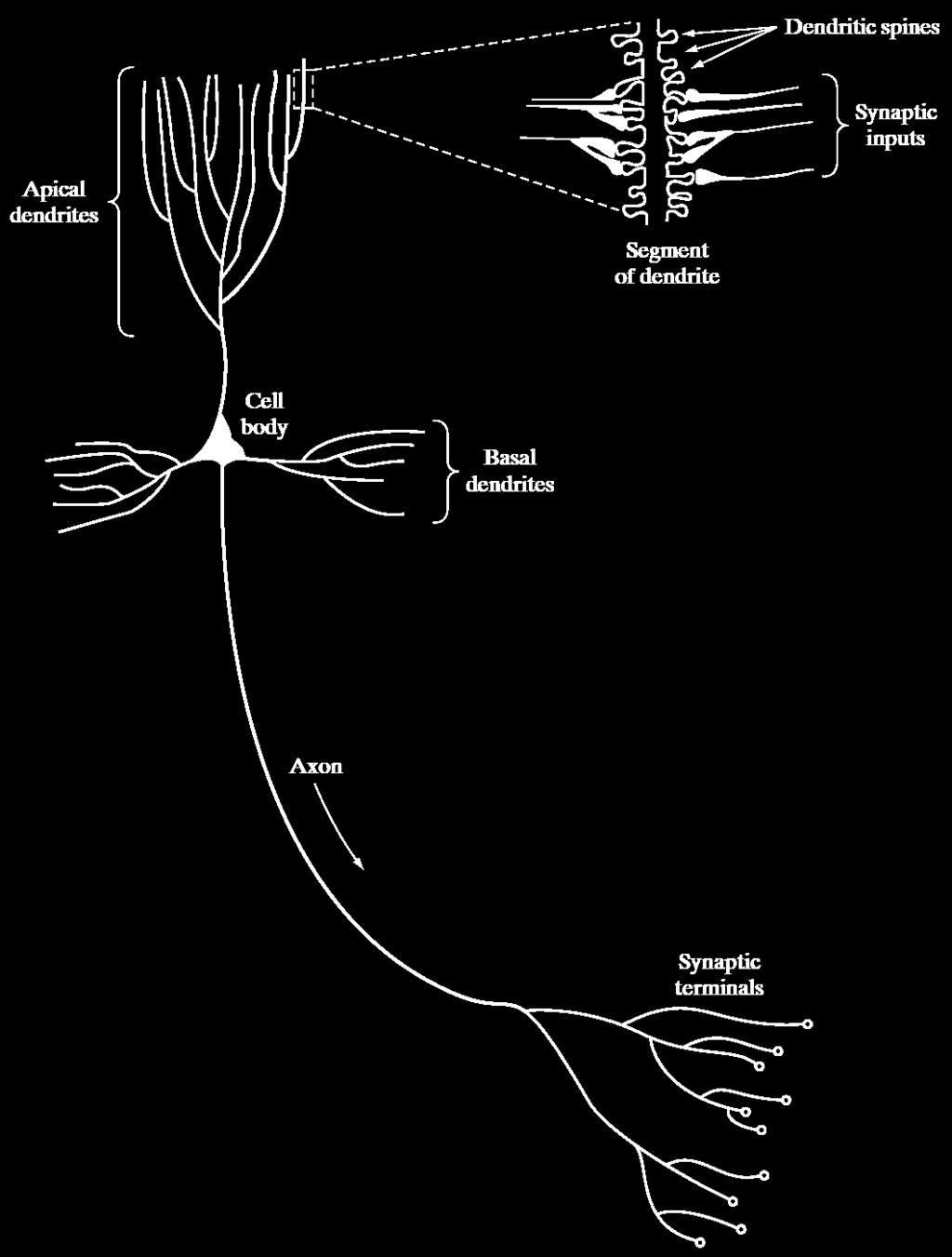 Neuron and Neuron Model McCulloch and Pitts (1943) m