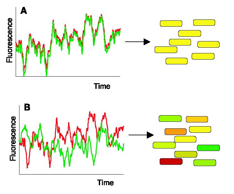 Intrinsic/Extrinsic noise in Escherichia coli only