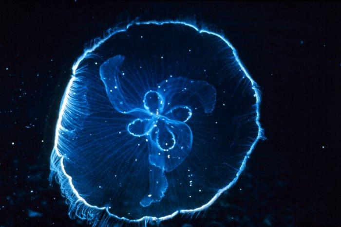 subtilis gfp - protein from jellyfish that fluoresces green when exposed to light.