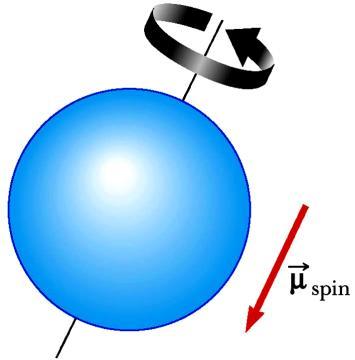 Magnetic Effects of Electrons Spins Electrons also have spin The classical model is to consider the electrons to spin like tops It is actually a quantum effect The field due to the spinning is