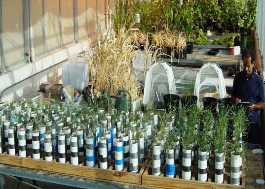 PVC growth tubes at Texas A&M Three plant species tested Smooth brome Great