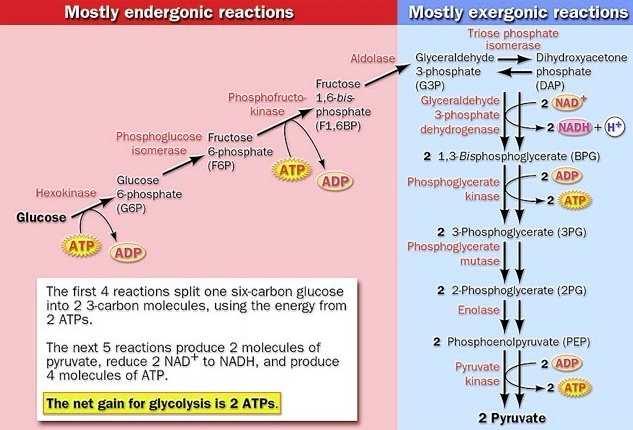 Metabolic networks -- example: glycolysis -- (http://www.biologyclass.