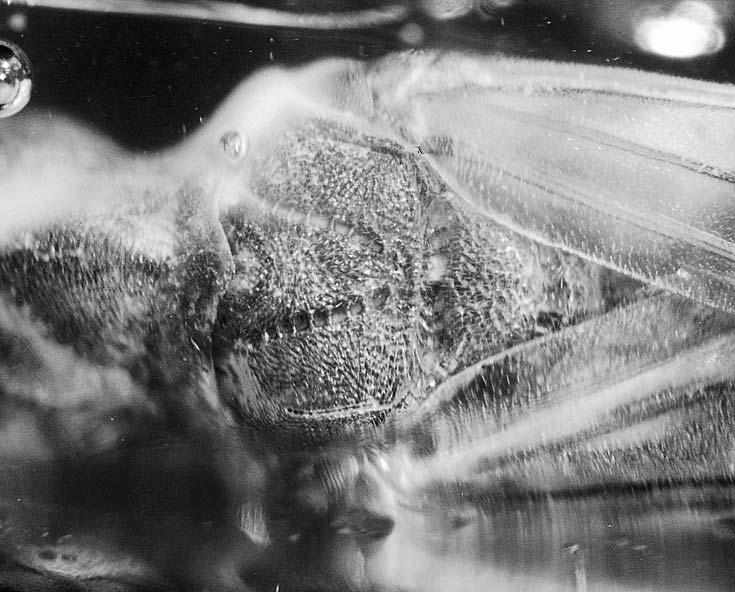 16 stuttgarter beiträge zur naturkunde Ser. B, Nr. 306 Fig. 13. Palaeodryinus groehni n. gen. n. sp., holotype GPI 4302, dorsal view of thorax. Without scale. Hosts: unknown. Diagnosis (female).