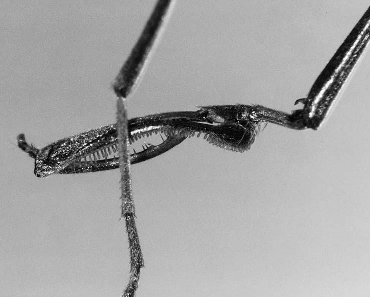 olmi & bechly, new parasitic wasps from baltic amber 23 Fig. 20. Harpactosphecion gracile (BRUES, 1933), neotype no. 1138 2, coll. HOFFEINS, fore tarsal chela. Without scale.